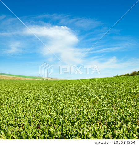 Green field of corn and blue sky. 103524554