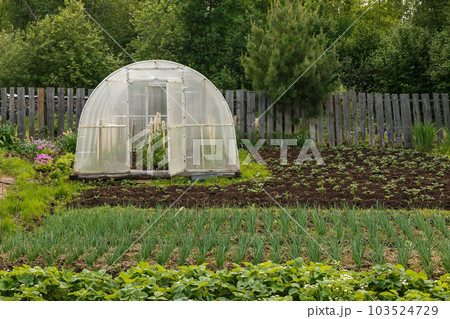Greenhouse for growing vegetables in the vegetable garden on a summer day Greenhouse for growing vegetables in the vegetable garden on a summer day 103524729