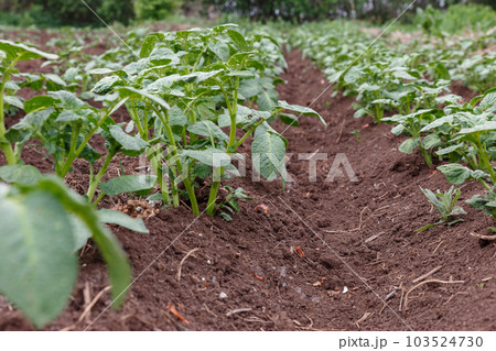 Potato field with rows of young green potatoes growing in rows. potato plantation Potato field with rows of young green potatoes growing in rows. potato plantation 103524730