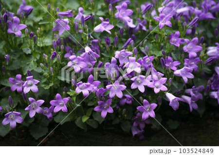 群れて咲く、オトメギキョウの花 群れて咲く、オトメギキョウの花 103524849