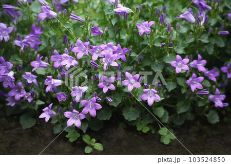 群れて咲く、オトメギキョウの花 群れて咲く、オトメギキョウの花 103524850
