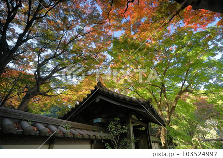 神奈川県鎌倉市二階堂　臨済宗円覚寺派錦屏山瑞泉寺山門を彩る紅葉 103524997
