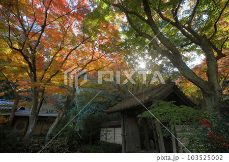 神奈川県鎌倉市二階堂 臨済宗円覚寺派錦屏山瑞泉寺山門を彩る紅葉 神奈川県鎌倉市二階堂 臨済宗円覚寺派錦屏山瑞泉寺山門を彩る紅葉 103525002