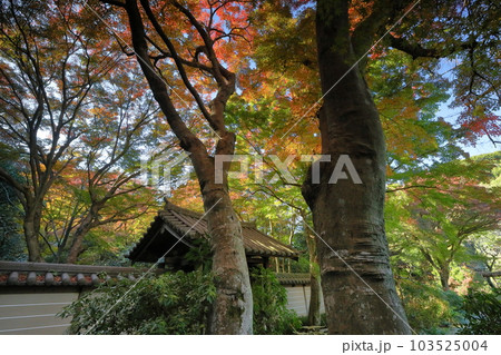 神奈川県鎌倉市二階堂 臨済宗円覚寺派錦屏山瑞泉寺山門を彩る紅葉 神奈川県鎌倉市二階堂 臨済宗円覚寺派錦屏山瑞泉寺山門を彩る紅葉 103525004