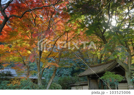 神奈川県鎌倉市二階堂 臨済宗円覚寺派錦屏山瑞泉寺山門を彩る紅葉 神奈川県鎌倉市二階堂 臨済宗円覚寺派錦屏山瑞泉寺山門を彩る紅葉 103525006