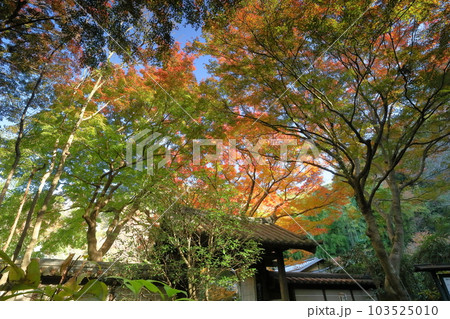 神奈川県鎌倉市二階堂　臨済宗円覚寺派錦屏山瑞泉寺山門を彩る紅葉 103525010