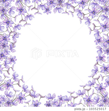 Watercolor spring flowers isolated on white background. Scilla. Coppice, hepatica - first spring flowers. Illustration of delicate lilac flowers. Primroses, the anemones. forest flowers liverwort 103525017