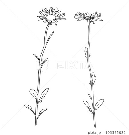 Chamomile Flower herbal organic . trend linear style. Vector Logo Emblem of Medical Chamomile Can be Used Template for packing Tea , Cosmetics, Medicines, biological additives 103525022