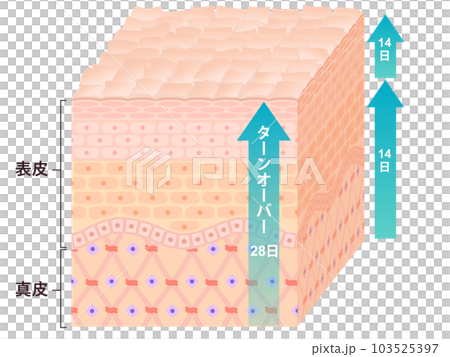 周轉皮橫截面流量 103525397