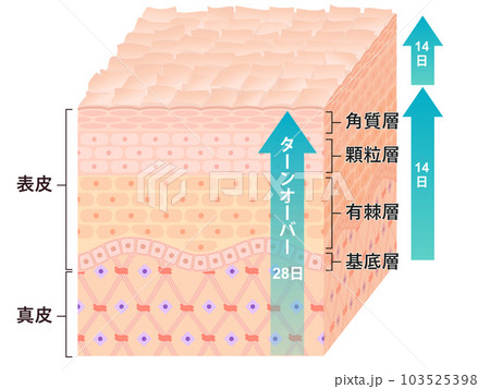 肌断面図　ターンオーバーの流れ 103525398