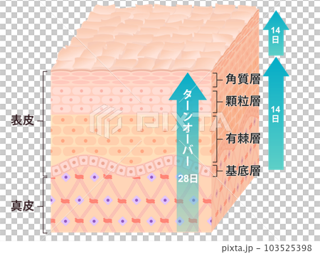 周轉皮橫截面流量 103525398