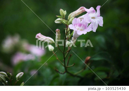 ノーゼンカズラ ピンク色の花咲く ノーゼンカズラ ピンク色の花咲く 103525430