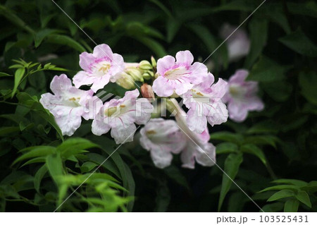 ノーゼンカズラ　ピンク色の花咲く 103525431