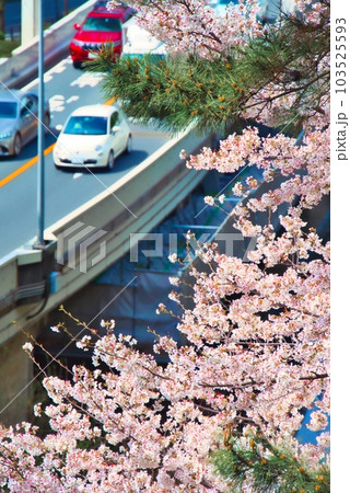 イタリア車と桜 103525593