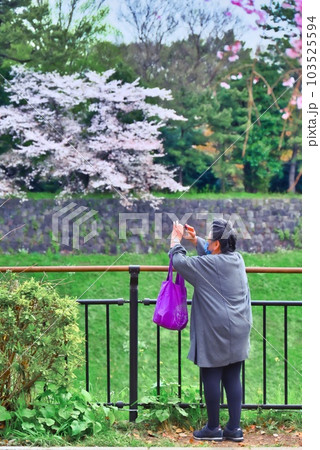 桜を撮る 103525594