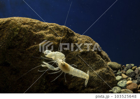 テッポウエビ エビ pistol shrimp テッポウエビ エビ pistol shrimp 103525648
