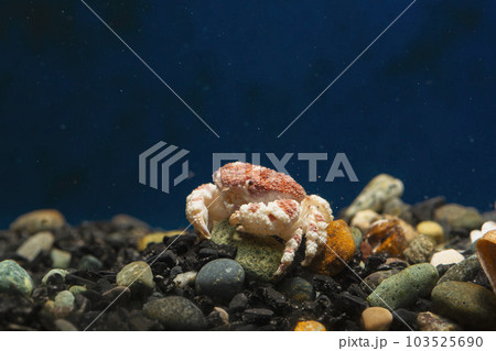 オウギガニ　ウモレオウギガニ　カニ　甲殻類　毒ガニ　岩の下に隠れるカニ 103525690