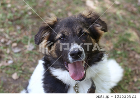 stray puppy dog closeup portrait on green grass background 103525923