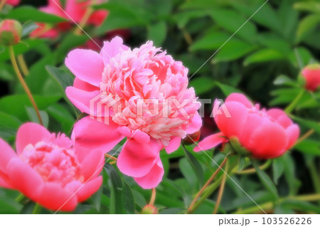 爽やかなピンクの芍薬の花 103526226