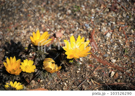 福寿草の花 福寿草の花 103526290