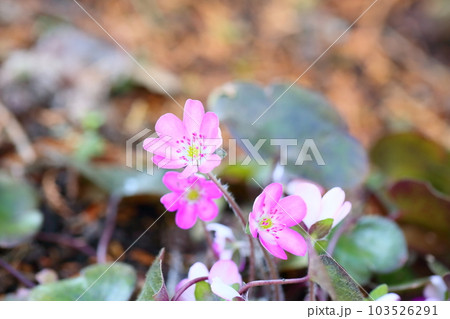 オオミスミソウの花 103526291