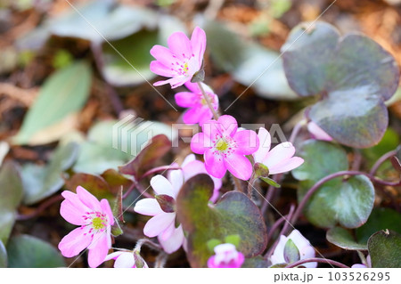 オオミスミソウの花 オオミスミソウの花 103526295