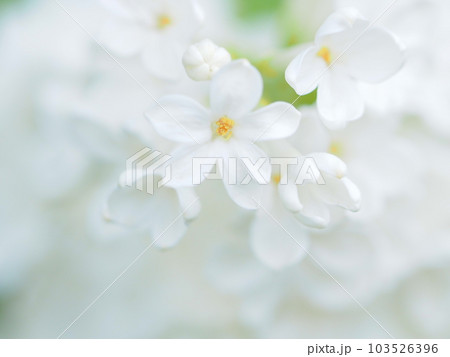 北海道の初夏 白いライラックの花 北海道の初夏 白いライラックの花 103526396