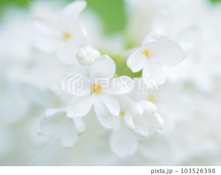 北海道の初夏 白いライラックの花 北海道の初夏 白いライラックの花 103526398