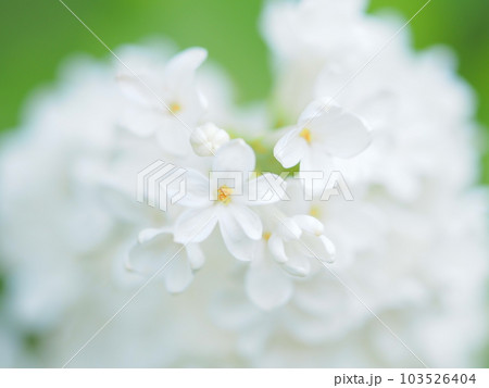 北海道の初夏 白いライラックの花 103526404