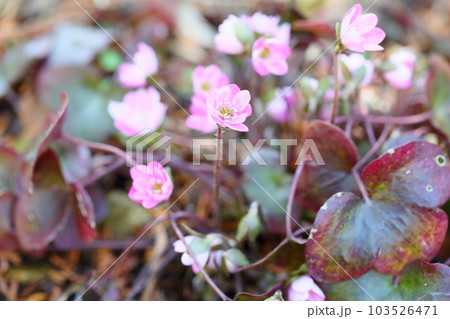 オオミスミソウの花 103526471