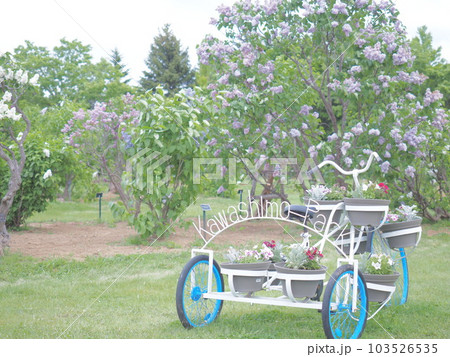 北海道の初夏 川下公園ライラック祭り 103526535