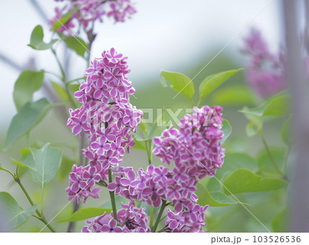 北海道の初夏 川下公園ライラック祭り 北海道の初夏 川下公園ライラック祭り 103526536