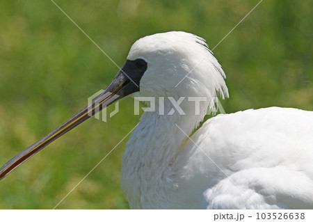 クロツラヘラサギ12 103526638