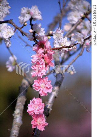 桃の花のクローズアップ 桃の花のクローズアップ 103526821