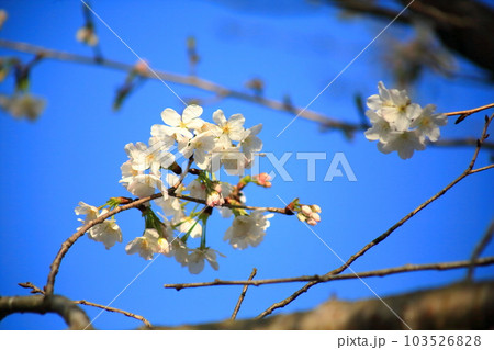 薄墨桜 103526828
