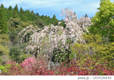 関山桜と白い桃の花 関山桜と白い桃の花 103526839