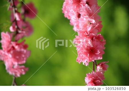 関山桜 関山桜 103526850