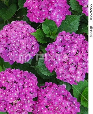 紫陽花 紫陽花 103526955