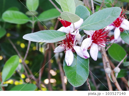 ファイジョアの花 103527140