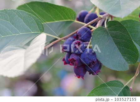 ジューンベリーの実 103527155