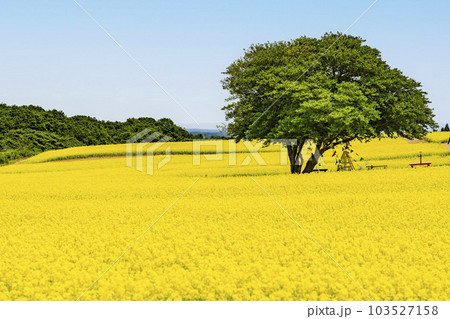 丘のある公園と菜の花畑　初夏のやくらい　宮城県加美町 103527158