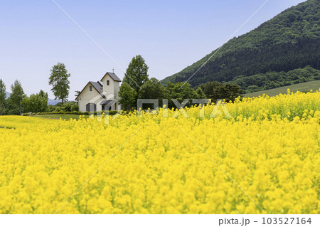 丘のある公園と菜の花畑 初夏のやくらい 宮城県加美町 丘のある公園と菜の花畑 初夏のやくらい 宮城県加美町 103527164