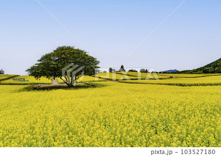 丘のある公園と菜の花畑　初夏のやくらい　宮城県加美町 103527180