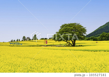 丘のある公園と菜の花畑　初夏のやくらい　宮城県加美町 103527181