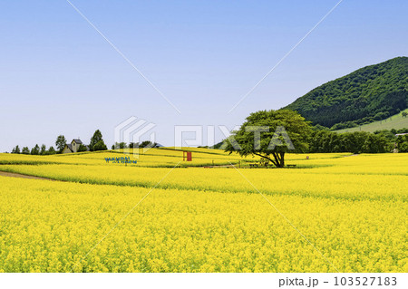 丘のある公園と菜の花畑　初夏のやくらい　宮城県加美町 103527183