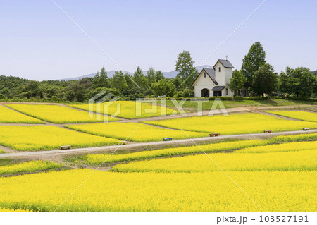 丘のある公園と菜の花畑 初夏のやくらい 宮城県加美町 丘のある公園と菜の花畑 初夏のやくらい 宮城県加美町 103527191