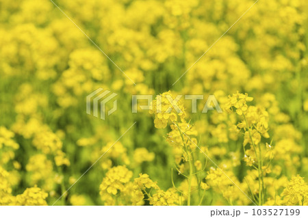 丘のある公園と菜の花畑　初夏のやくらい　宮城県加美町 103527199