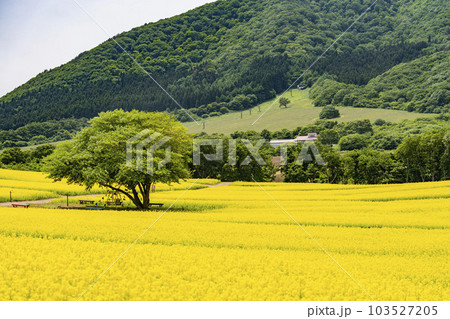 丘のある公園と菜の花畑 初夏のやくらい 宮城県加美町 丘のある公園と菜の花畑 初夏のやくらい 宮城県加美町 103527205
