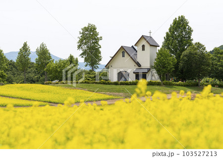 丘のある公園と菜の花畑　初夏のやくらい　宮城県加美町 103527213