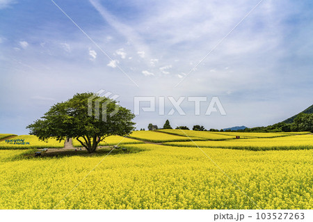 丘のある公園と菜の花畑 初夏のやくらい 宮城県加美町 丘のある公園と菜の花畑 初夏のやくらい 宮城県加美町 103527263